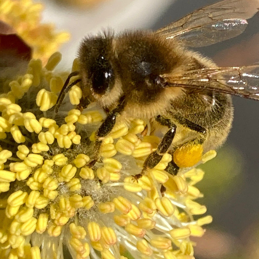 Biene auf Blume