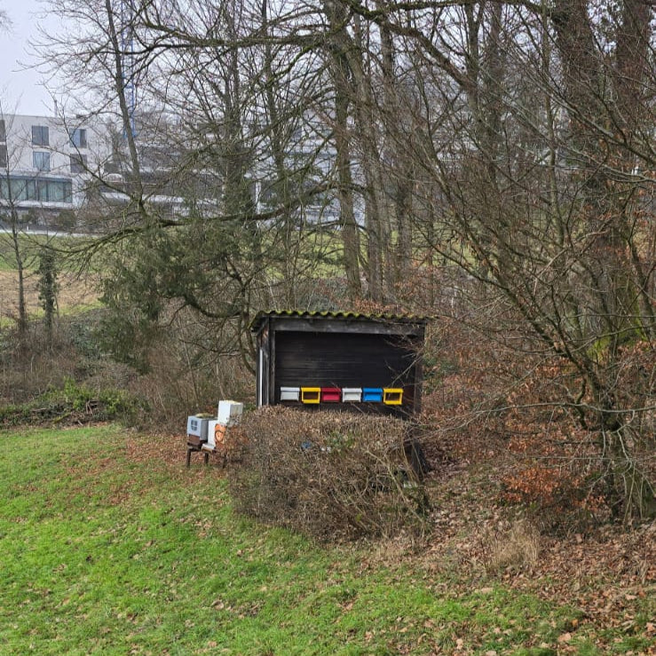 Bienenhaus am Waldrand mit farbigen Flugfront