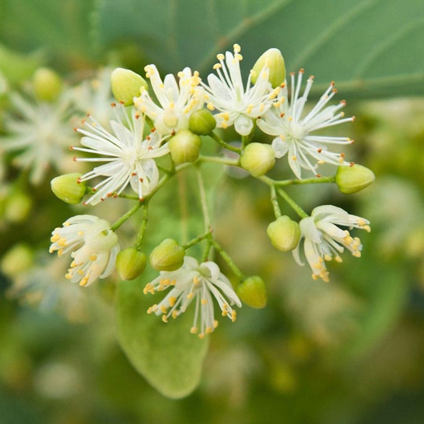Ein Zweig mit Blüten einer Linde