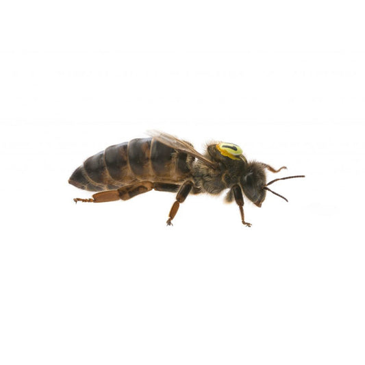Carnica Biene