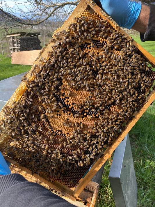 Bienenpatenschaft